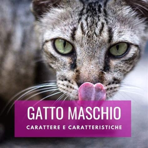 gatto castrato male|Castrazione gatto maschio .